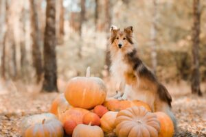 Dog surrounded by pumpkins